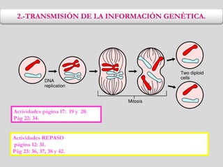 2.-TRANSMISIÓN DE LA INFORMACIÓN GENÉTICA.
Actividades página 17: 19 y 20.
Pág 22: 34.
Actividades REPASO
página 12: 31.
Pág 23: 36, 37, 38 y 42.
 