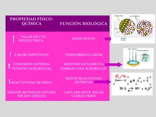PROPIEDAD FÍSICO-
QUÍMICA FUNCIÓN BIOLÓGICA
VALOR DE CTE.
DIELÉCTRICA
DISOLVENTE
CALOR ESPECÍFICO TERMORREGULADOR
COHESIÓN INTERNA
TENSIÓN SUPERFICIAL
ASCENSO SAVIA BRUTA
FORMAS VIDA SUPERFICIE
REACTIVIDAD QUÍMICA
MEDIO REACCIONES
QUÍMICAS
MENOR DENSIDAD ESTADO
SÓLIDO (HIELO)
CAPA AISLANTE AGUAS
CLIMAS FRÍOS
 