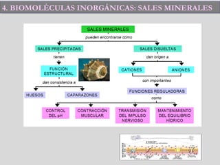 4. BIOMOLÉCULAS INORGÁNICAS: SALES MINERALES4. BIOMOLÉCULAS INORGÁNICAS: SALES MINERALES
 
