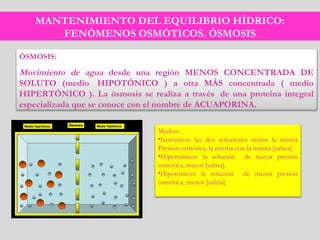 ÓSMOSIS: 
Movimiento de agua desde una región MENOS CONCENTRADA DE
SOLUTO (medio  HIPOTÓNICO ) a otra MÁS concentrada ( medio
HIPERTÓNICO ). La ósmosis se realiza a través  de una proteína integral
especializada que se conoce con el nombre de ACUAPORINA.
MANTENIMIENTO DEL EQUILIBRIO HÍDRICO:
FENÓMENOS OSMÓTICOS. ÓSMOSIS
Medios:
•Isotónicos: las dos soluciones tienen la misma
Presión osmótica, la misma con la misma [salina].
•Hipertónicos: la solución de mayor presión
osmótica, mayor [salina].
•Hipotónicos: la solución de menor presión
osmótica, menor [salina].
 