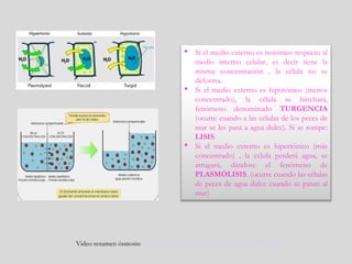 Video resumen ósmosis: http://www.youtube.com/watch?v=oONjIH39uUw
 Si el medio externo es isotónico respecto al
medio interno celular, es decir tiene la
misma concentración , la célula no se
deforma.
 Si el medio externo es hipotónico (menos
concentrado), la célula se hinchará,
fenómeno denominado TURGENCIA
(ocurre cuando a las células de los peces de
mar se les pasa a agua dulce). Si se rompe:
LISIS.
 Si el medio externo es hipertónico (más
concentrado) , la célula perderá agua, se
arrugará, dándose el fenómeno de
PLASMÓLISIS. (ocurre cuando las células
de peces de agua dulce cuando se pasan al
mar)
 