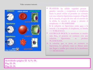 Video resumen ósmosis: http://www.youtube.com/watch?v=oONjIH39uUw
 PLANTAS: las células vegetales poseen
grandes vacuolas y comprimen al citoplasma
hacia la pared celular al ponerlas en contacto
con una solución hipertónica respecto al líquido
de la vacuola, el agua de ésta sale al exterior de
la célula, la vacuola se arruga y arrastra al
citoplasma => PLASMÓLISIS
Si la solución es hipotónica entra agua a la
vacuola y la comprime al citoplasma, se hincha
=> TURGENCIA
 GLÓBULOS ROJOS, la membrana es mucho
más fina,, al ponerse en contacto con una
solución hipertónica se produce
PLASMÓLISIS.
Si la solución que se pone en contacto es
hipotónica, los glóbulos rojos se dilatan tanto
que llegan a estallar por rotura de la membrana
=> HEMOLISIS.
Actividades página 12: 8, 9 y 10..
Pág 22: 29.
Pág 23: 39.
 