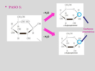  PASO 5:
- H2O
- H2O
Carbono
anomérico
 