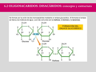 6.2 OLIGOSACARIDOS: DISACÁRIDOS: concepto y estructura
 