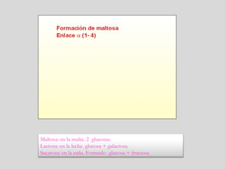 Maltosa: en la malta. 2 glucosas.
Lactosa: en la leche. glucosa + galactosa.
Sacarosa: en la caña. Formado glucosa + fructosa
 