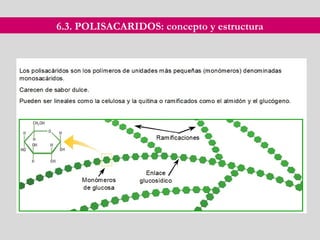 6.3. POLISACARIDOS: concepto y estructura
 