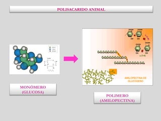 MONÓMERO
(GLUCOSA)
POLIMERO
(AMILOPECTINA)
POLISACARIDO ANIMAL
 