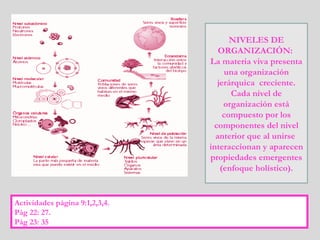 NIVELES DE
ORGANIZACIÓN:
La materia viva presenta
una organización
jerárquica creciente.
Cada nivel de
organización está
compuesto por los
componentes del nivel
anterior que al unirse
interaccionan y aparecen
propiedades emergentes
(enfoque holístico).
Actividades página 9:1,2,3,4.
Pág 22: 27.
Pág 23: 35
 
