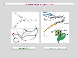POLISACARIDOS VEGETALES
ALMIDÓN CELULOSA
 