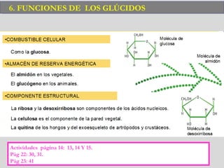 6. FUNCIONES DE LOS GLÚCIDOS6. FUNCIONES DE LOS GLÚCIDOS
Actividades página 14: 13, 14 Y 15.
Pág 22: 30, 31.
Pág 23: 41
 