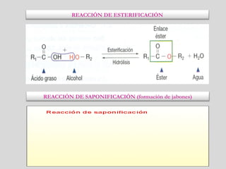 REACCIÓN DE ESTERIFICACIÓN
REACCIÓN DE SAPONIFICACIÓN (formación de jabones)
 
