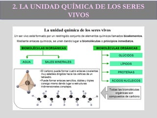 2. LA UNIDAD QUÍMICA DE LOS SERES
VIVOS
2. LA UNIDAD QUÍMICA DE LOS SERES
VIVOS
 