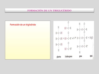 FORMACIÓN DE UN TRIGLICÉRIDO
 
