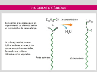 7.2. CERAS O CÉRIDOS
 