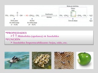 PROPIEDADES
↑ ↑ Hidrofobia (apolares) ⇒ Insolubles
FUNCIÓN
 Insolubles Impermeabilizante: hojas, oído, etc.
 