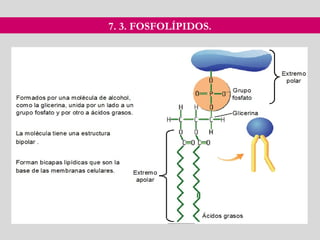 7. 3. FOSFOLÍPIDOS.
 