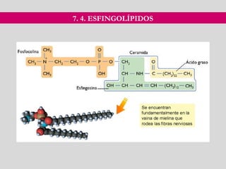 7. 4. ESFINGOLÍPIDOS
 