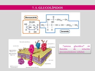 7. 5. GLUCOLÍPIDOS
“antena glucídica” ⇒
función de relación
(reconocimiento celular)
 