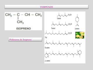 TERPENOS
Polímeros de Isopreno
 