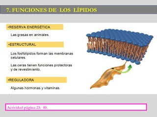 7. FUNCIONES DE LOS LÍPIDOS7. FUNCIONES DE LOS LÍPIDOS
Actividad página 23: 40.
 