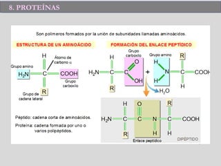 8. PROTEÍNAS8. PROTEÍNAS
 