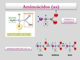 FÓRMULA
GENERAL
IONIZACIÓN DE UN aá
Aminoácidos (aa)
 