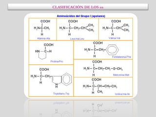CLASIFICACIÓN DE LOS aa
 