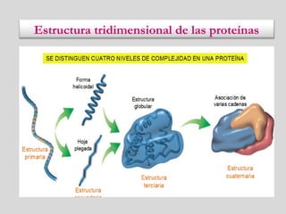 Estructura tridimensional de las proteínas
 