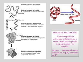 DESNATURALIZACIÓN
La proteína pierde su
estructura tridimensional y
como consecuencia pierde
sus propiedades y su
función.
Agentes desnaturalizantes:
cambios en el pH, aumento
de Tª.
 