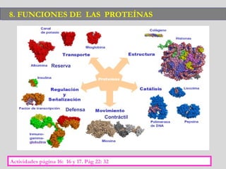 Reserva
Defensa
Contráctil
8. FUNCIONES DE LAS PROTEÍNAS8. FUNCIONES DE LAS PROTEÍNAS
Actividades página 16: 16 y 17. Pág 22: 32
 