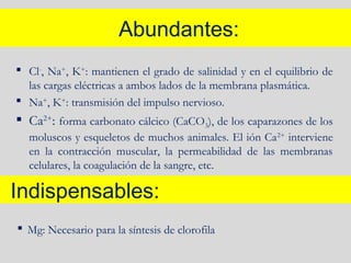 Abundantes:
 Cl-
, Na+
, K+
: mantienen el grado de salinidad y en el equilibrio de
las cargas eléctricas a ambos lados de la membrana plasmática.
 Na+
, K+
: transmisión del impulso nervioso.
 Ca2+
: forma carbonato cálcico (CaCO3), de los caparazones de los
moluscos y esqueletos de muchos animales. El ión Ca2+
interviene
en la contracción muscular, la permeabilidad de las membranas
celulares, la coagulación de la sangre, etc.
Indispensables:
 Mg: Necesario para la síntesis de clorofila
 