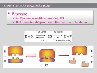  Proceso:
A: Fijación especifica: complejo ES
B: Liberación del producto: Enzima + Producto.
9. PROTEÍNAS ENZIMÁTICAS9. PROTEÍNAS ENZIMÁTICAS
 