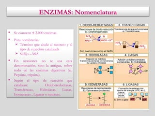 ENZIMAS: Nomenclatura
 Se conocen ± 2.000 enzimas
 Para nombrarlas:
 Término que alude al sustrato y al
tipo de reacción catalizada
 Sufijo –ASA
 En ocasiones no se usa esta
denominación, sino la antigua, sobre
todo en las enzimas digestivas (ej.
Pepsina, tripsina).
 Según el tipo de reacción que
catalizan: Oxidorreductasas,
Transferasas, Hidrolasas, Liasas,
Isomerasas , Ligasas o sintasas.
 