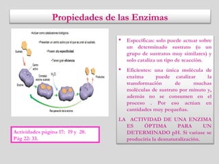 Propiedades de las Enzimas
 Específicas: solo puede actuar sobre
un determinado sustrato (o un
grupo de sustratos muy similares) y
solo cataliza un tipo de reacción.
 Eficientes: una única molécula de
enzima puede catalizar la
transformación de muchas
moléculas de sustrato por minuto y,
además no se consumen en el
proceso . Por eso actúan en
cantidades muy pequeñas.
LA ACTIVIDAD DE UNA ENZIMA
ES ÓPTIMA PARA UN
DETERMINADO pH. Si variase se
produciría la desnaturalización.
Actividades página 17: 19 y 20.
Pág 22: 33.
 