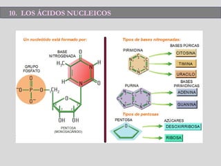10. LOS ÁCIDOS NUCLEICOS10. LOS ÁCIDOS NUCLEICOS
 