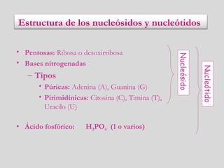 • Pentosas: Ribosa o desoxirribosa
• Bases nitrogenadas
– Tipos
• Púricas: Adenina (A), Guanina (G)
• Pirimidínicas: Citosina (C), Timina (T),
Uracilo (U)
• Ácido fosfórico: H3PO4 (1 o varios)
Nucleósido
Nucleótido
Estructura de los nucleósidos y nucleótidos
 
