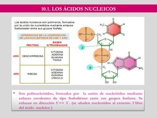 10.1. LOS ÁCIDOS NUCLEICOS
 Son polinucleótidos, formados por la unión de nucleótidos mediante
enlaces covalentes de tipo fosfodiéster entre sus grupos fosfatos. Se
enlazan en dirección 5´=> 3´. (se añaden nucleotidos al extremo 3´libre
del ácido nucleíco )
 