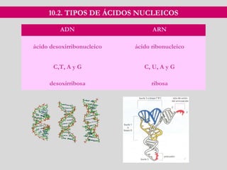 10.2. TIPOS DE ÁCIDOS NUCLEICOS
ADN ARN
ácido desoxirribonucleico ácido ribonucleico
C,T, A y G C, U, A y G
desoxirribosa ribosa
 