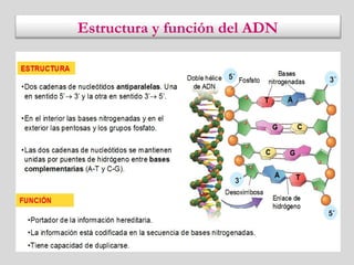 Estructura y función del ADN
 