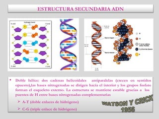 ESTRUCTURA SECUNDARIA ADN
 Doble hélice: dos cadenas helicoidales antiparalelas (crecen en sentidos
opuesto),las bases nitrogenadas se dirigen hacia el interior y los grupos fosfato
forman el esqueleto externo. La estructura se mantiene estable gracias a los
puentes de H entre bases nitrogenadas complementarias
 A-T (doble enlaces de hidrógeno)
 C-G (triple enlace de hidrógeno)
 