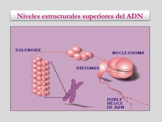 Niveles estructurales superiores del ADN
 