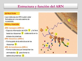 Estructura y función del ARN
 