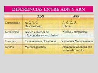 DIFERENCIAS ENTRE ADN Y ARN
 