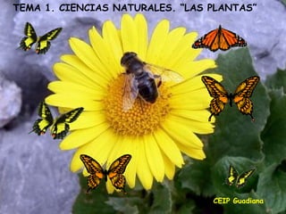 23/11/16
TEMA 1. CIENCIAS NATURALES. “LAS PLANTAS”
CEIP Guadiana
 