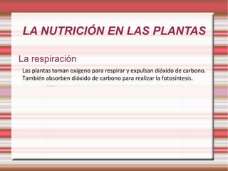 LA NUTRICIÓN EN LAS PLANTAS La respiración Las plantas toman oxigeno para respirar y expulsan dióxido de carbono. También absorben dióxido de carbono para realizar la fotosíntesis. 