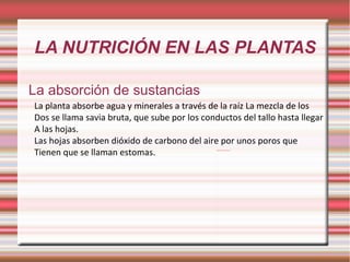LA NUTRICIÓN EN LAS PLANTAS La absorción de sustancias La planta absorbe agua y minerales a través de la raíz La mezcla de los Dos se llama savia bruta, que sube por los conductos del tallo hasta llegar A las hojas. Las hojas absorben dióxido de carbono del aire por unos poros que Tienen que se llaman estomas. 