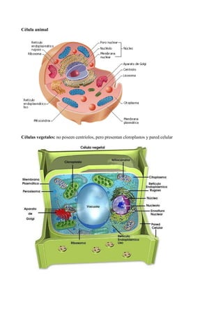Célula animal
Células vegetales: no poseen centriolos, pero presentan cloroplastos y pared celular
 