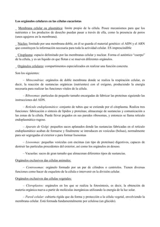Los orgánulos celulares en las células eucariotas
_ Membrana celular ou plasmática: límite propio de la célula. Posee mecanismos para que los
nutrientes e los productos de desecho puedan pasar a través de ella, como la presencia de poros
(unos agujeros en la membrana).
_ Núcleo: limitado por una membrana doble, en él se guarda el material genético: el ADN y el ARN
que constituyen la información necesaria para toda la actividad celular. ES imprescindible
_ Citoplasma: espacio delimitado por las membranas celular y nuclear. Forma el auténtico “cuerpo”
de la célula, y es un líquido en que flotan e se mueven diferentes orgánulos.
_ Orgánulos celulares: compartimentos especializados en realizar una función concreta.
Son los siguientes:
– Mitocondrias: orgánulos de doble membrana donde se realiza la respiración celular, es
decir, la reacción de sustancias orgánicas (nutrientes) con el oxígeno, produciendo la energía
necesaria para realizar las funciones vitales de la célula.
– Ribosomas: partículas de pequeño tamaño encargadas de fabricar las proteínas siguiendo las
instrucciones del ADN.
– Retículo endoplasmático: conjunto de tubos que se extiende por el citoplasma. Realiza tres
funciones: fabricación o síntesis de lípidos y proteínas; almacenaje de sustancias y comunicación a
las zonas de la célula. Puede llevar pegados en sus paredes ribosomas, y entonces se llama retículo
endoplasmático rugoso.
– Aparato de Golgi: pequeños sacos aplanados donde las sustancias fabricadas en el retículo
endoplasmático acaban de formarse y finalmente se introducen en vesículas (bolsas), normalmente
para ser segregadas al exterior o para formar lisosomas
– Lisosomas: pequeñas vesículas con encimas (un tipo de proteínas) digestivos, capaces de
destruir las partículas procedentes del exterior, así como los orgánulos en desuso.
– Vacuolas: sacos de gran tamaño que almacenan diferentes tipos de sustancias.
Orgánulos exclusivos das células animales:
– Centrosomas: orgánulo formado por un par de cilindros o centriolos. Tienen diversas
funciones como hacer de esqueleto de la célula o intervenir en la división celular.
Orgánulos exclusivos das células vegetales:
– Cloroplastos: orgánulos en los que se realiza la fotosíntesis, es decir, la obtención de
materia orgánica nueva a partir de moléculas inorgánicas utilizando la energía de la luz solar.
– Pared celular: cubierta rígida que da forma y protección a la célula vegetal, envolviendo la
membrana celular. Está formada fundamentalmente por celulosa (un glúcido).
 