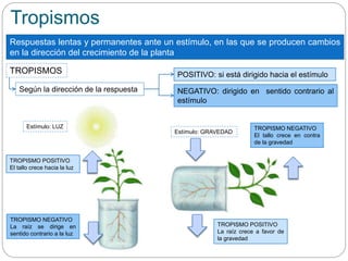 Tropismos
Respuestas lentas y permanentes ante un estímulo, en las que se producen cambios
en la dirección del crecimiento de la planta
POSITIVO: si está dirigido hacia el estímulo
NEGATIVO: dirigido en sentido contrario al
estímulo
Según la dirección de la respuesta
TROPISMOS
TROPISMO POSITIVO
El tallo crece hacia la luz
TROPISMO NEGATIVO
La raíz se dirige en
sentido contrario a la luz
Estímulo: LUZ TROPISMO NEGATIVO
El tallo crece en contra
de la gravedad
TROPISMO POSITIVO
La raíz crece a favor de
la gravedad
Estímulo: GRAVEDAD
 