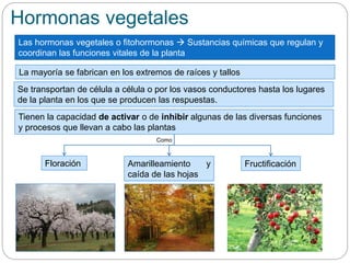 Hormonas vegetales
Las hormonas vegetales o fitohormonas  Sustancias químicas que regulan y
coordinan las funciones vitales de la planta
Tienen la capacidad de activar o de inhibir algunas de las diversas funciones
y procesos que llevan a cabo las plantas
Se transportan de célula a célula o por los vasos conductores hasta los lugares
de la planta en los que se producen las respuestas.
Floración Amarilleamiento y
caída de las hojas
Fructificación
Como
La mayoría se fabrican en los extremos de raíces y tallos
 